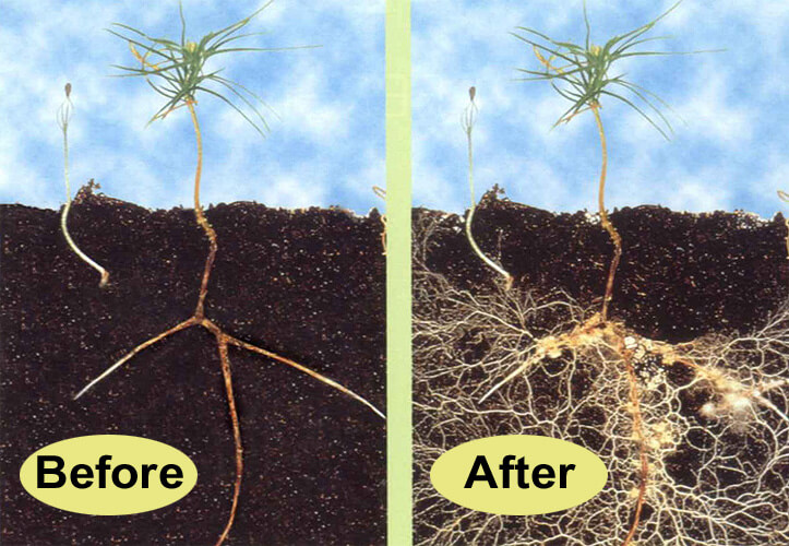 Nutrients In Water. nutrients and water.